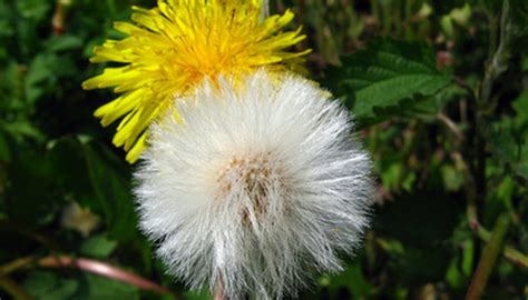 Weed Killer Made With Borax | Garden Guides