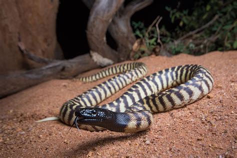 Black and striped - Australian Geographic | Giant anaconda, Anaconda ...