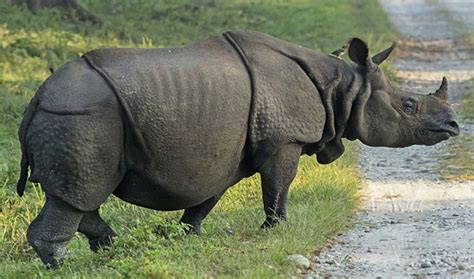 Javan Rhinoceros by LordofTheJungle99 on DeviantArt