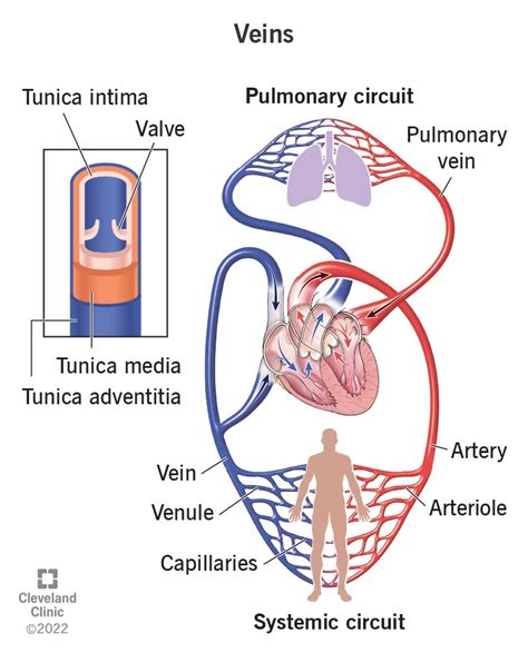 Veins: Anatomy and Function