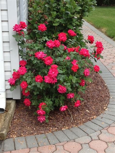 Double red knockout roses in the first full bloom | Knockout roses ...