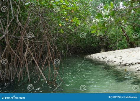 Mangroves Groove, Mogo Mogo Island, Panama. Stock Photo - Image of isla ...