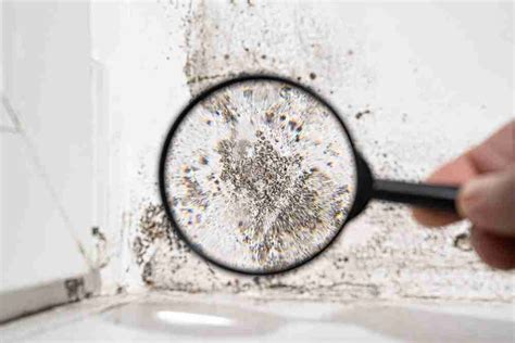 Black Mould | Removal & Black Mould Remediation Toronto