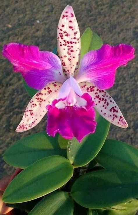 Pin by Vérausiane ROMIL on orquideas | Beautiful orchids, Unusual ...