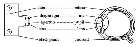 5: Human eyes vs. cameras [80]. | Download Scientific Diagram