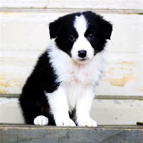 Border Collie Puppies For Sale | Grass Lake, MI #225326