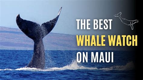 Maui's BEST Whale Watching Trip! - YouTube