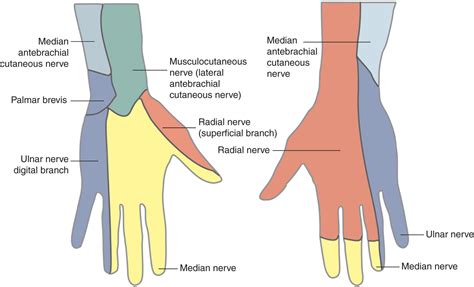 Median Nerve Wrist Anatomy