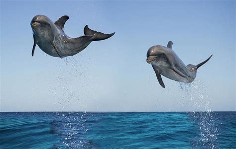 Bottlenose Dolphins Jumping Photograph by Mike Hill - Fine Art America