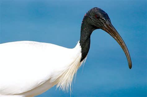 Ibis Symbolism & Meaning (+Totem, Spirit, & Omens) | World Birds