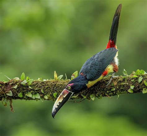 Collared acari Photograph by William Steele - Fine Art America