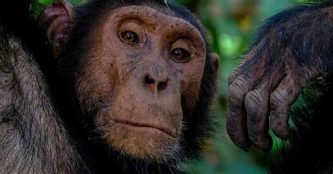 Chimpanzee Behavior - AnimalBehaviorCorner