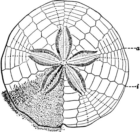 Sand Dollar Anatomy - Anatomical Charts & Posters