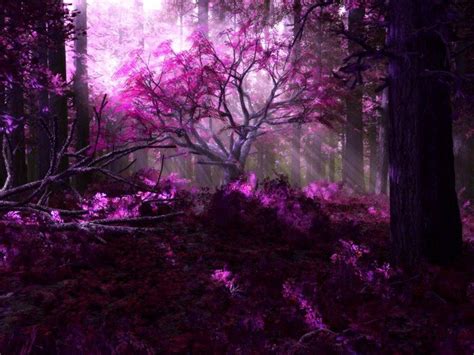 Purple Forest Wallpapers - 4k, HD Purple Forest Backgrounds on WallpaperBat