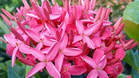 Ixora plant - Santhi Online Plants Nursery