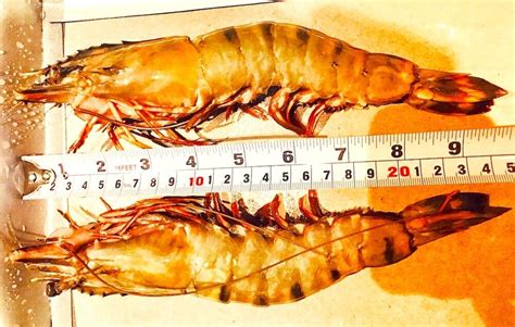 Things You Do Not Know About The Jumbo Tiger Prawns | Vietnamese Food ...