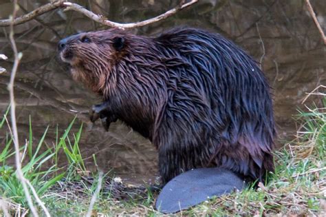 European Beaver | Animals Wiki | Fandom