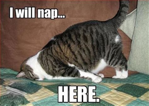 funny cat nap - Dump A Day