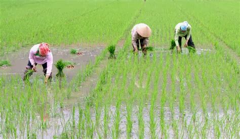 Rice plantation Vietnam | Express Photos