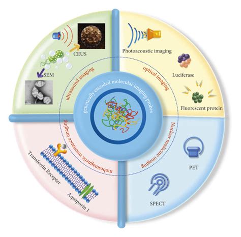 Application of genetically encoded molecular imaging probes in tumor ...