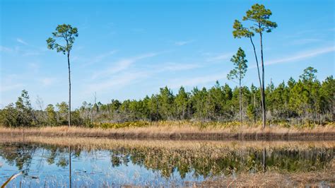 Florida Trail, Juniper Springs to Hopkins Prairie – Florida Hikes