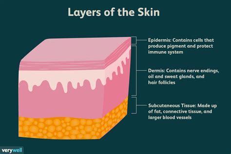 Skin Layers: Structure, Function, Anatomy, and More