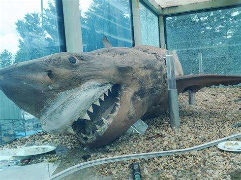 Great White Shark abandoned at wildlife park: New plans for preserved ...