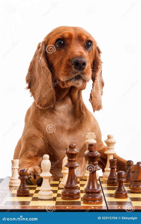 173 Dog Playing Chess Photos - Free & Royalty-Free Stock Photos from ...