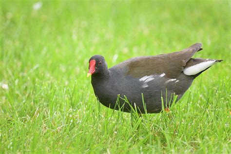 Common moorhen walking on a meadow Photograph by Stefan Rotter | Fine ...