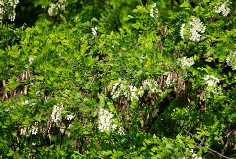 Gleditsia Triacanthos with Flowers Stock Image - Image of background ...