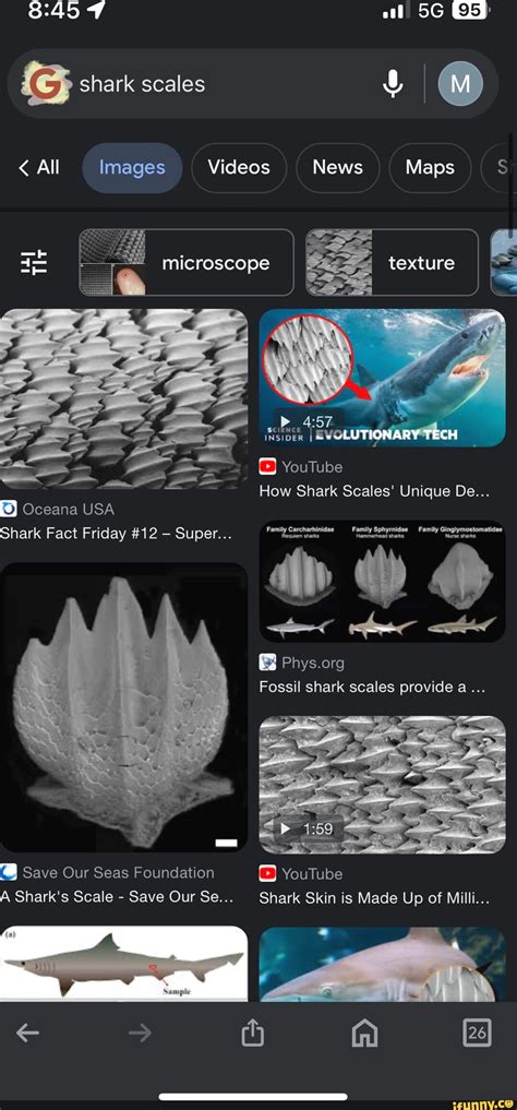 Al shark scales All Images Videos News Maps microscope texture Oceana ...