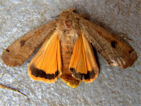 Peter Lovett's ramblings : Large Yellow Underwing Moth, Noctua pronuba ...