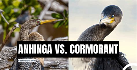 Anhinga vs. Cormorant: Understanding the Key Differences