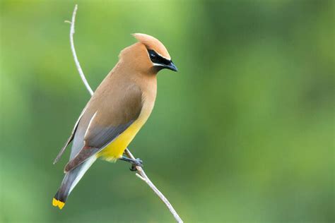 See Cedar Waxwings