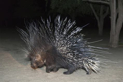 Fast Facts About the Cape Porcupine