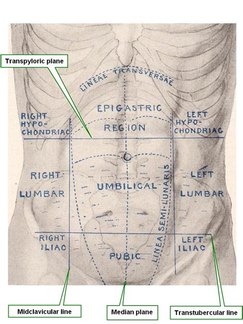 Transtubercular plane