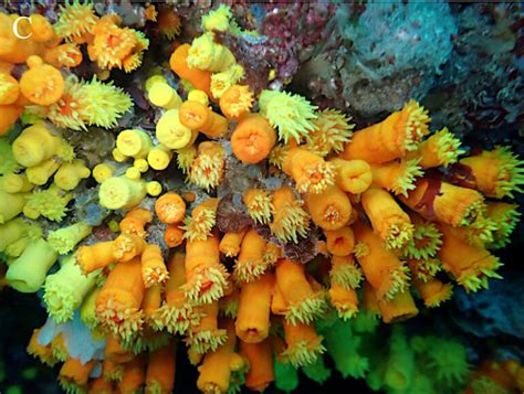 Atlantia, a New Genus of NPS Coral from the Atlantic Ocean | Reef ...