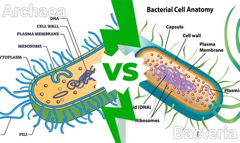 Archaea vs. Bacteria: Key Differences and Examples to Help You Remember ...