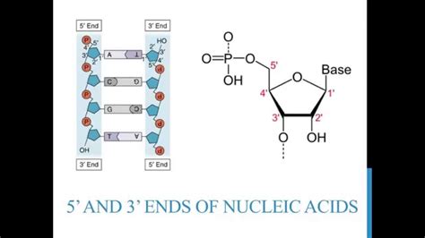 How To Label Dna - Juleteagyd