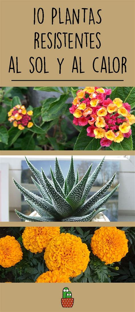 Plantas resistentes al sol - ¡Top 10! | Garden crafts diy, Garden ...