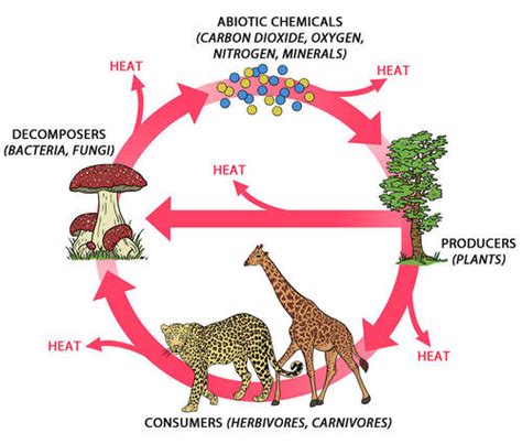 Ecosystem Cycle