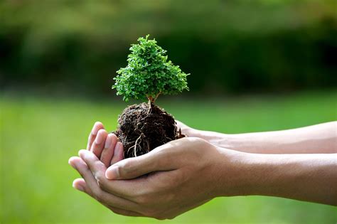 How To Care Your Bonsai To Make It Live For Hundreds of Years - Bonsai ...