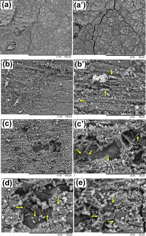 Representative SEM images of the AISI 1020 steel after 10 days under ...