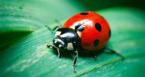 How to Get Rid of Ladybugs - PestGuide.org