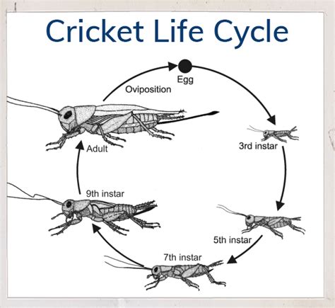 Cricket Life Cycle