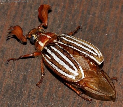 Beetle - Polyphylla crinita - BugGuide.Net