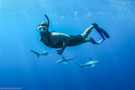 Shark Cage Diving Hawaii with Hawaii Eco Divers