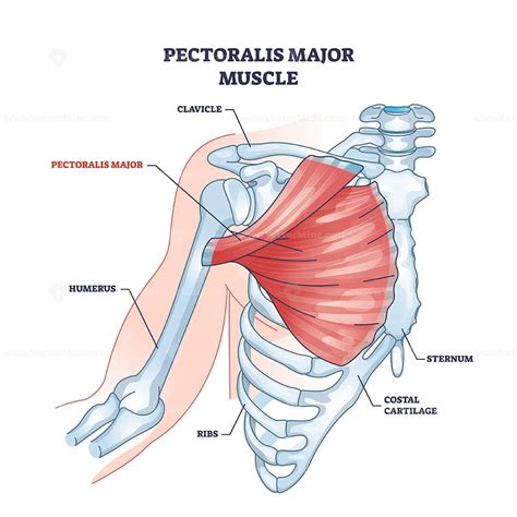 Pectoralis major muscle as human chest muscular anatomy outline diagram ...