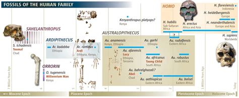 10.01.2009 - Ethiopian desert yields oldest hominid skeleton