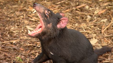 72 Dangerous Animals Australia - National Geographic for everyone in ...